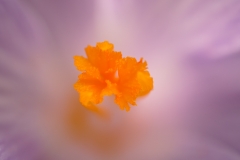 Inside the crocus