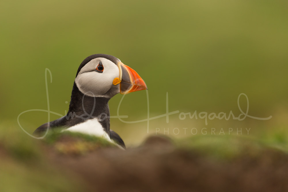 puffin_logo_full